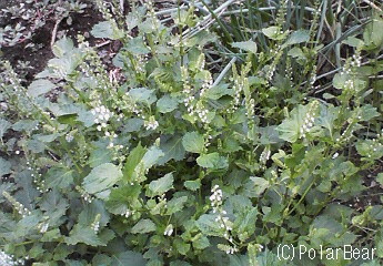 【紫蘇】の花も咲いておりました(^▽^*