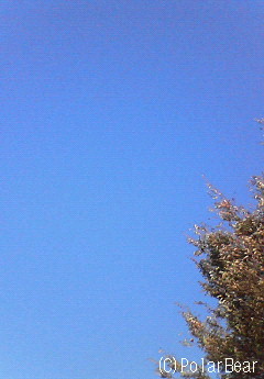 爽やかな青空になっております♪