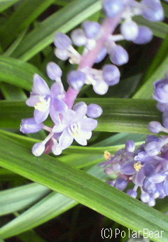 ヤブラン(藪蘭)がたくさん植えられております(^ー^*