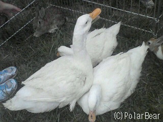 小金井なかよし市民まつりに取材をしてきました(その1)