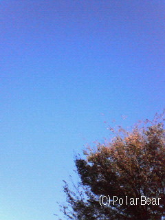 キレイな青空が見えております(^▽^*