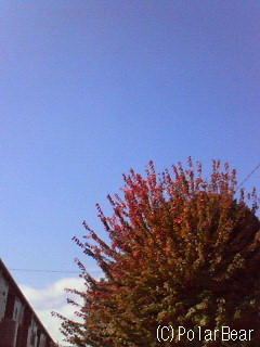 木々の葉っぱが赤みを増しており
