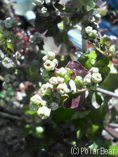 【サニーレタス】の・・・ 花のツボミを観ました(◎o◎)