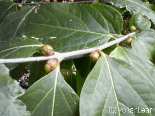何の花のツボミでしょうか~?