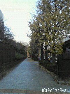 歩道に黄色い絨毯が敷かれているようでした♪