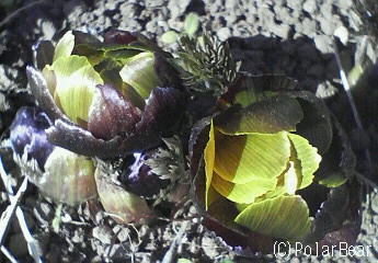 【福寿草】が咲き始めておりました(^▽^*