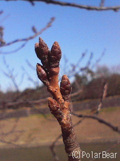 【桜】のツボミも観察してこなければ