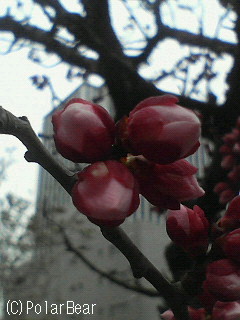 可愛らしい【ブンゴウメ】のツボミです(^^)