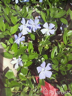 【蔓日日草(つるにちにちそう)】です(^ー^*