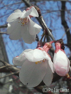 【ソメイヨシノ】が咲き始めました(^ー^*