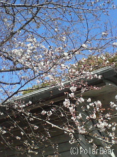 日枝神社さんの【桜】です(^ー^*
