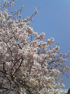 ソフィア通りの【桜】です(^ー^* 2011