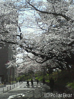 ソフィア通りの【桜】です(^ー^* 2011