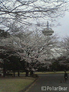 【桜】の木の下には・・・