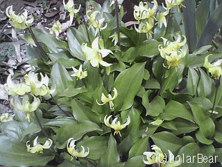黄色い【カタクリ】の花が