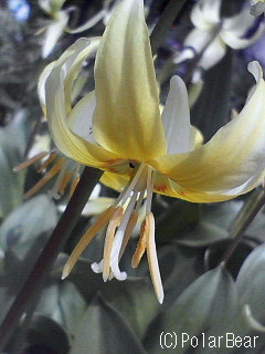 黄色い【カタクリ】の花が