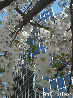 【桜】の木の下から花と青空を眺めながら