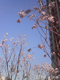 「みどりコート平河町」に植えられておりました【桜】です