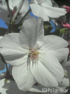 「みどりコート平河町」に植えられておりました【桜】です