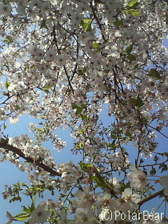 「仲良し公園」の【桜】をもう一枚(^ー^