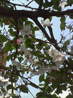 葉っぱの中の【桜】も良いなぁ♪と