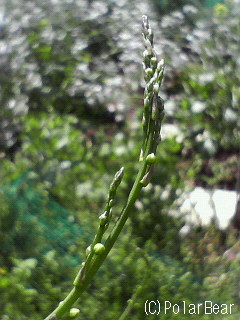 【アスパラガス】の花の時期も