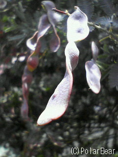 【ミモザ】の実(種)を見つけました。