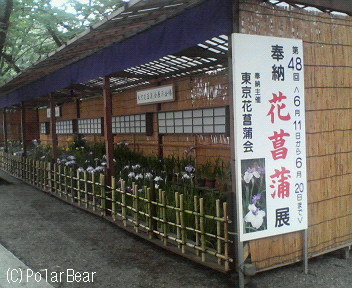 靖国神社境内で【花菖蒲展】が開催されております☆=