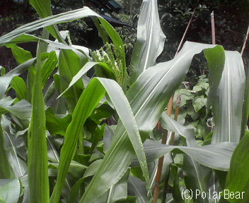 【とうもろこし】の一つに花の姿が見え始めました(^▽^*