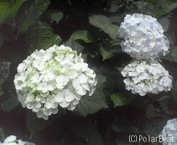 【紫陽花】時間が経っても白いままです。
