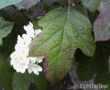 【柏葉紫陽花】です(^ー^*