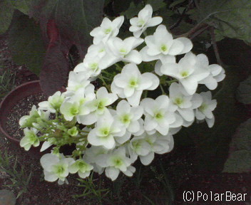 【柏葉紫陽花】です(^ー^*