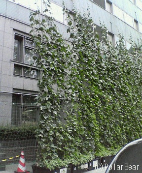 その後の杉並区役所の緑のカーテンです(^^)