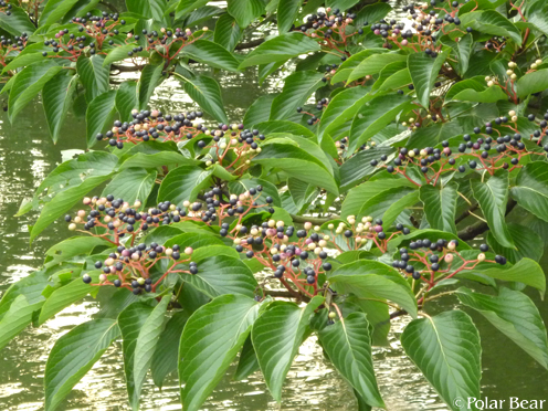 井の頭公園の【水木(ミズキ)】の実です(^ー^*