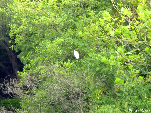 井の頭公園の池の畔の木の枝に【白鷺】がとまっておりました☆=