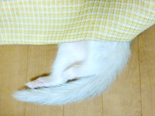 第29回☆合宿中フェレットわさびさん&あずちゃんのとある一日