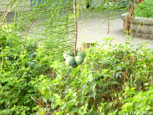 井の頭公園でも【ラクウショウ(落羽松)】が実っておりました!