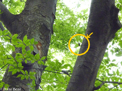井の頭公園では【セミ】が大合唱しておりました☆=
