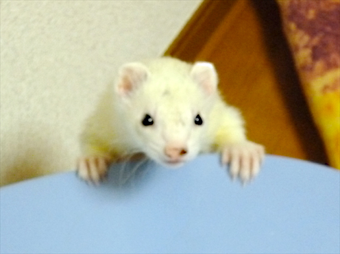 【好きなおでんの具】は何でしょう?