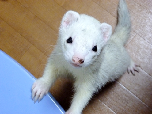 博多で見つけたフェレットさん(^^)/
