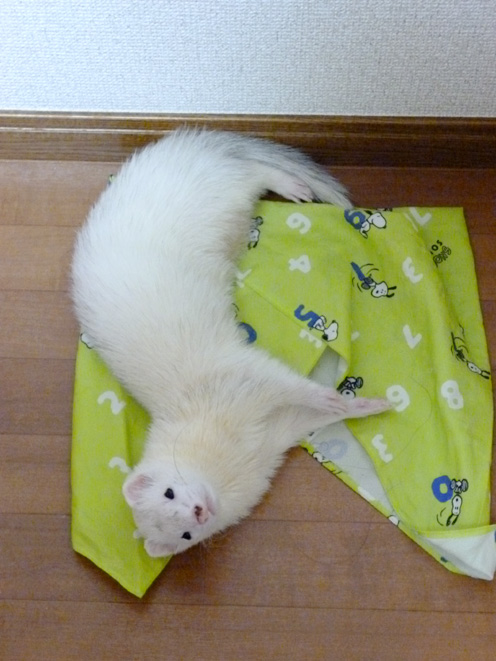 第57回☆フェレットわさびさん&あずちゃんのとある一日