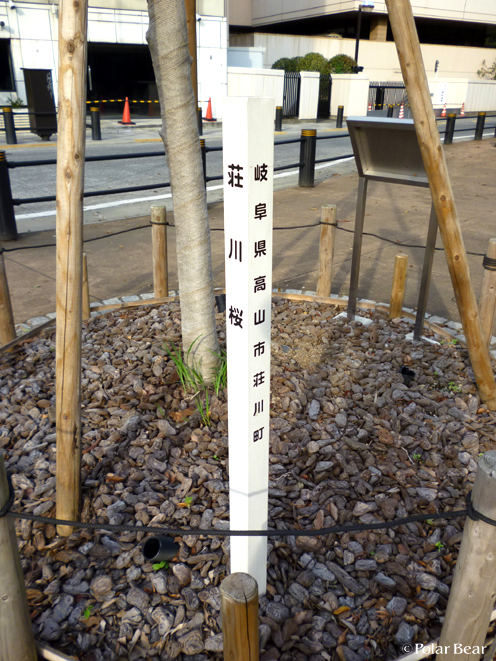 半蔵門、千鳥ヶ淵公園周辺を歩きました（＾▽＾*　その2