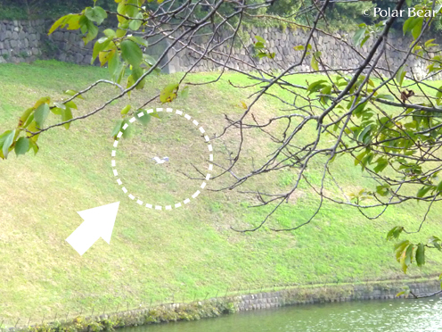 半蔵門、千鳥が淵公園周辺を歩きました（＾▽＾*　その1