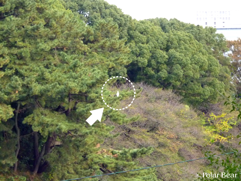 半蔵門、千鳥ヶ淵公園周辺を歩きました（＾▽＾*　その3