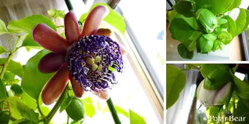 【大長実果物時計草】の花です☆＝