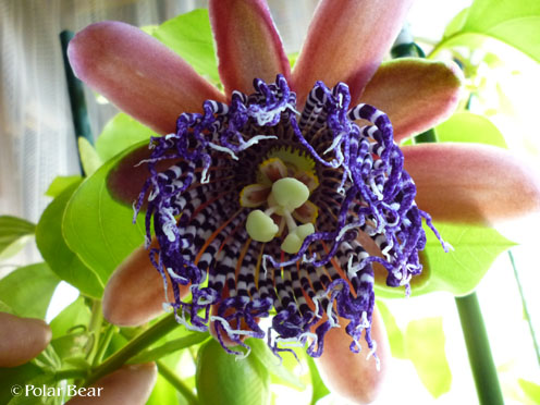 【大長実果物時計草】の花です☆＝