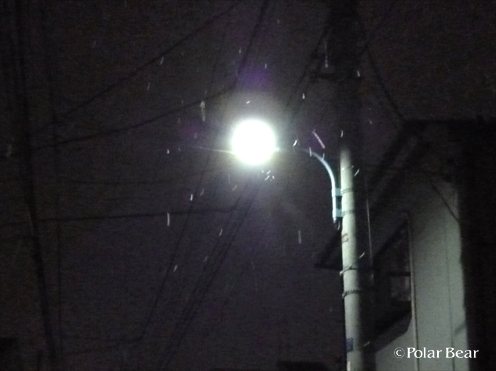 東京でも雪が舞うとは（＾ー＾；