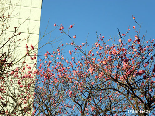 紅梅たちがきれいに香り良く咲いております☆＝