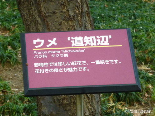 紅梅たちがきれいに香り良く咲いております☆＝