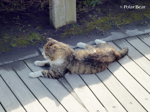 2月22日は【猫の日】です（^・ｪ・^）～